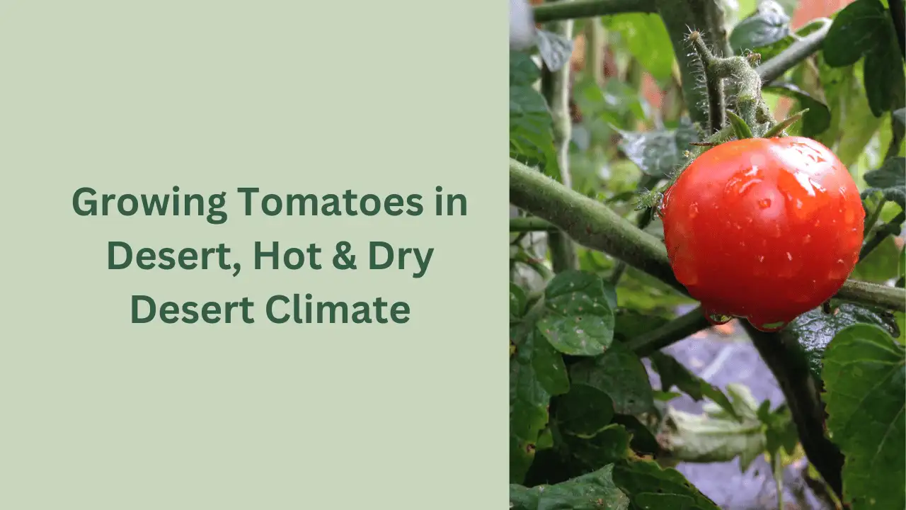 Growing Tomatoes In Desert, Hot & Dry Desert Climate - 13 Proven Tips