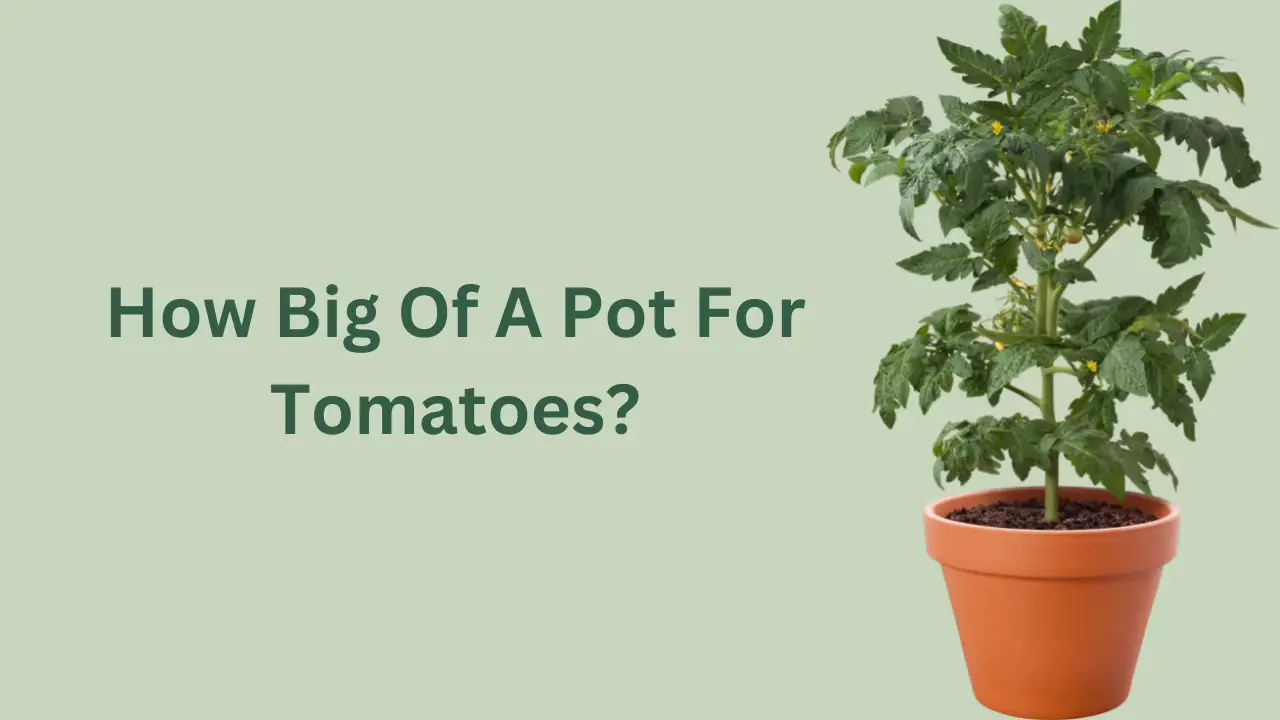 How Big Of A Pot For Tomatoes?