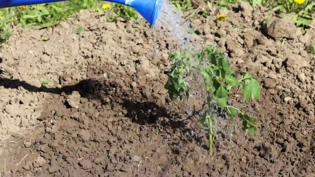 the right way to watering tomato plants