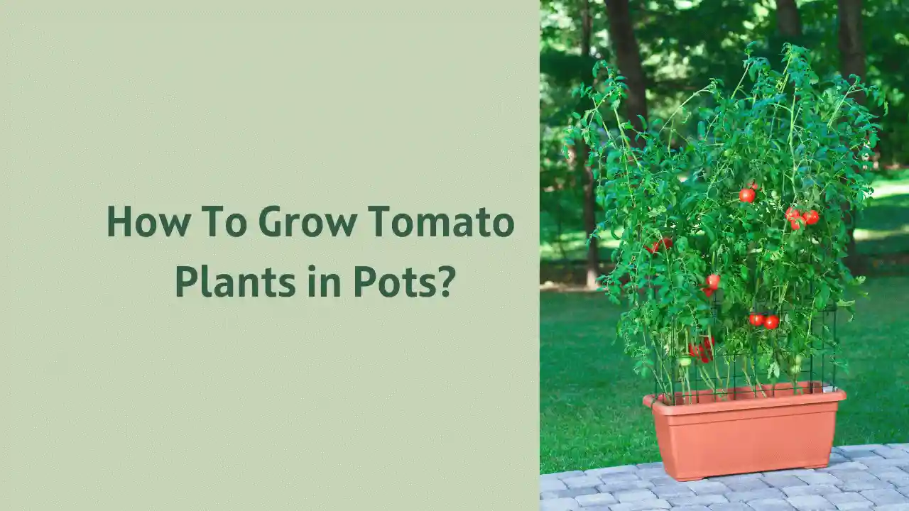 How To Grow Tomato Plants in Pots?