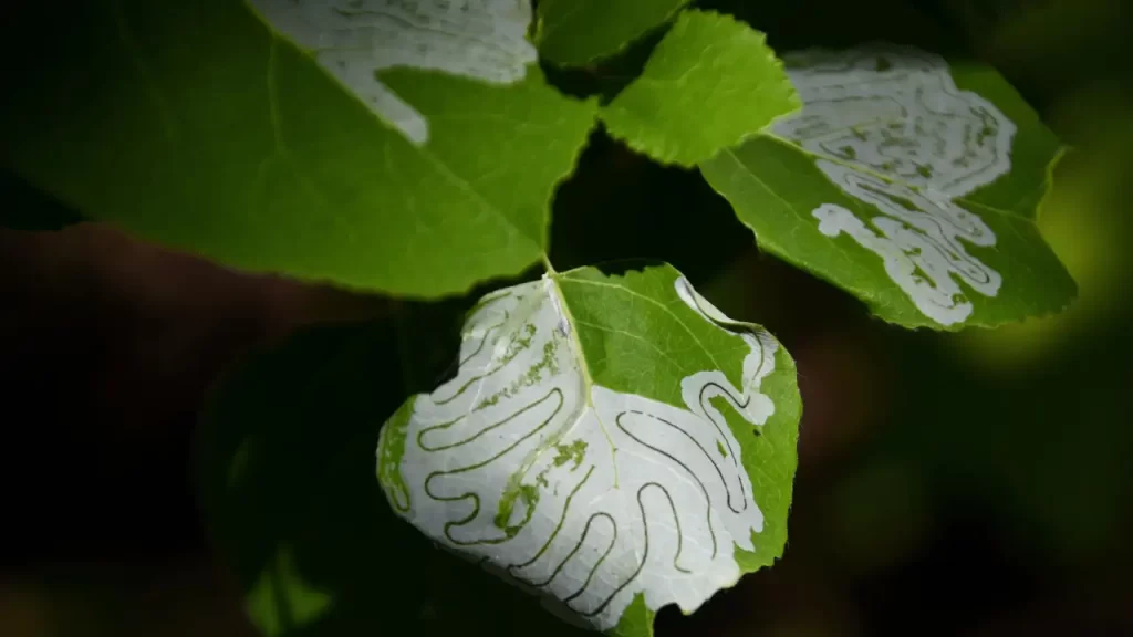 Adult Leaf Miners feeding