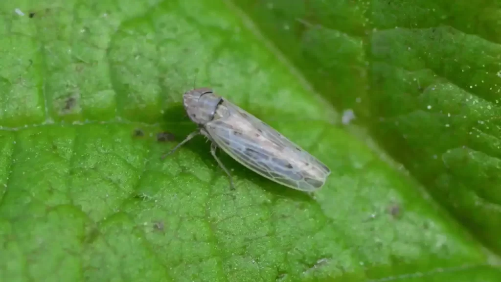 Leafhoppers