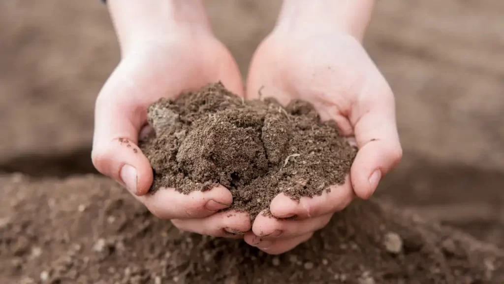 Marigolds help to keep soil healthy