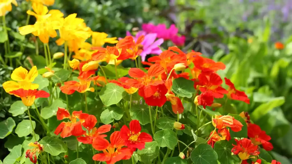 Nasturtium