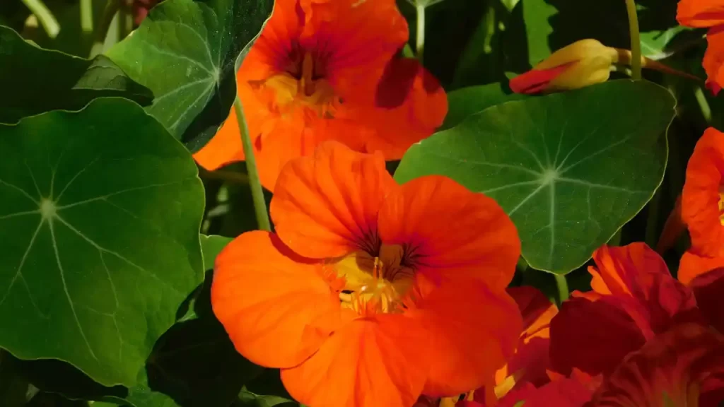 Nasturtiums