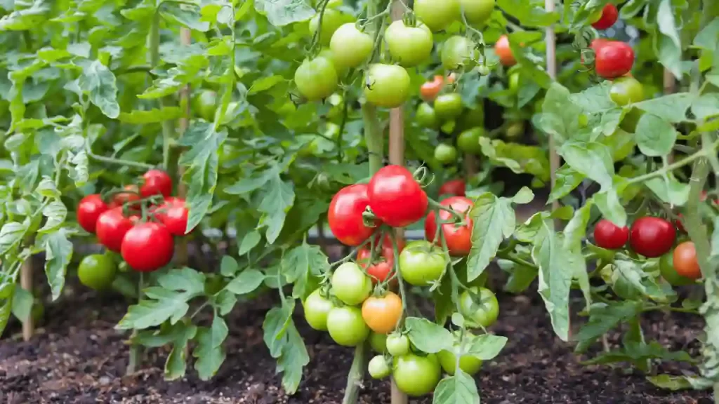 Tomatoes in the desert can experience drastic temperature shifts