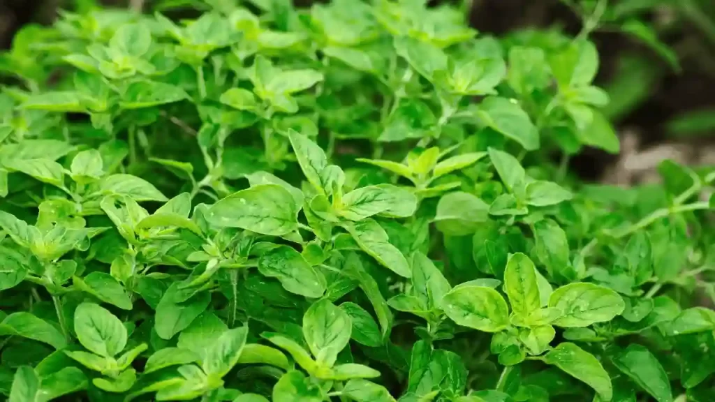 Oregano