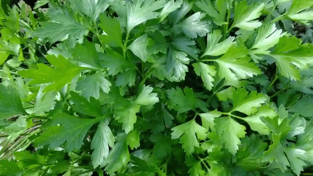 parsley with tomato