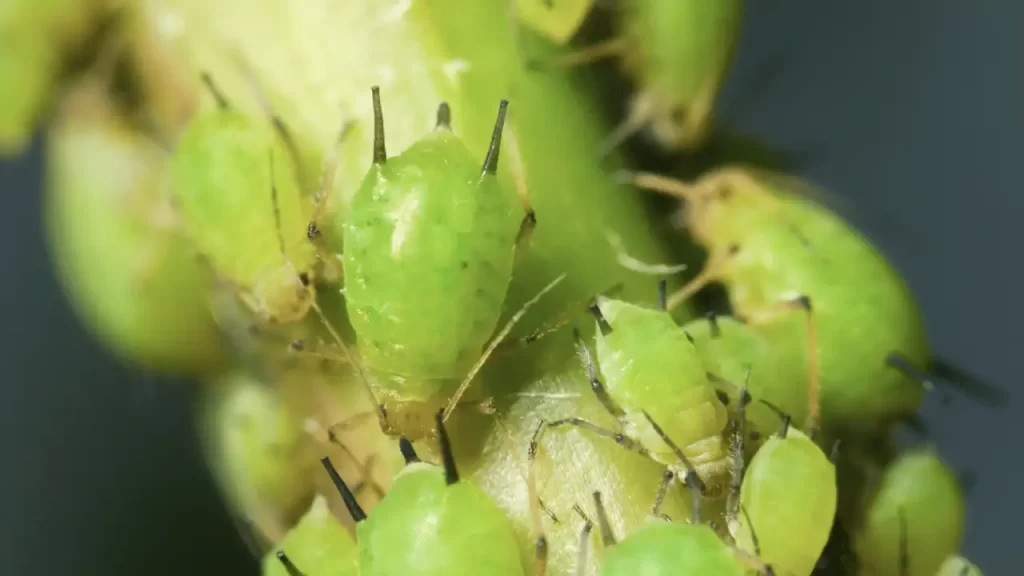 Potato Aphid