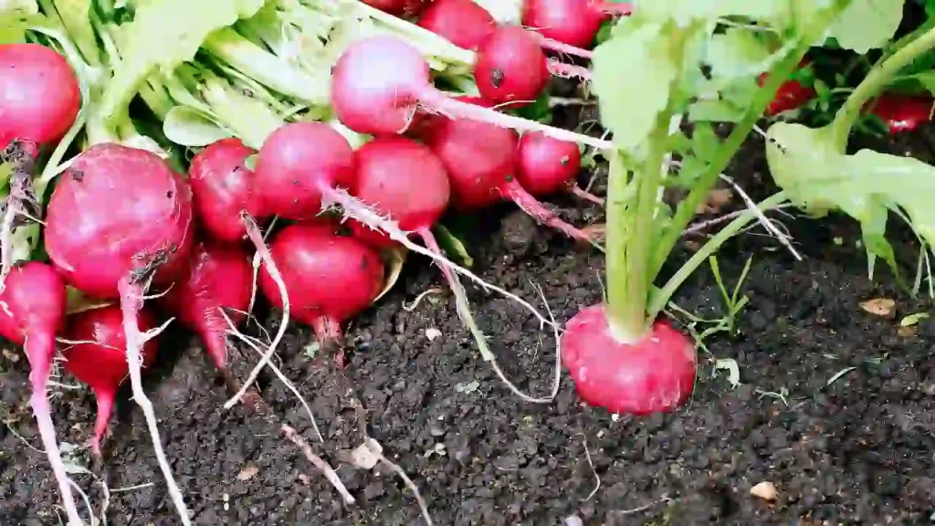 Radishes