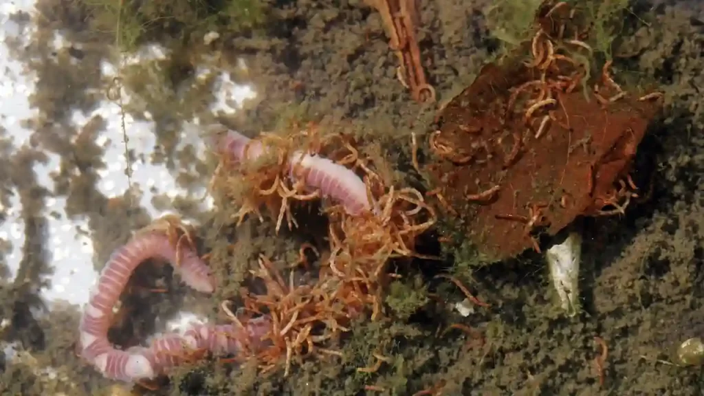 RootKnot Nematodes