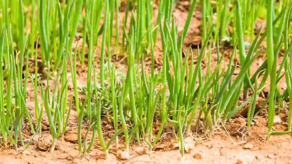 planted scallions