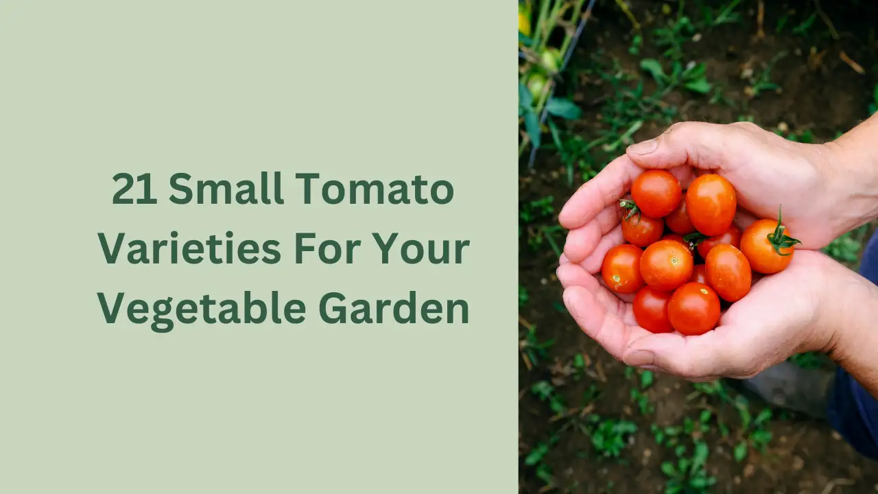 21 best small tomato variety