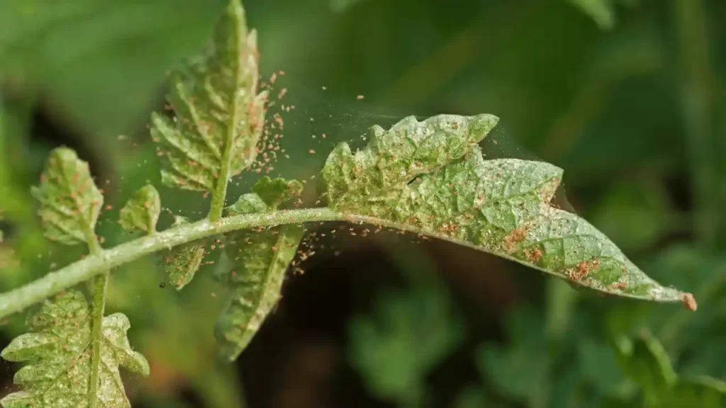 Spider Mites