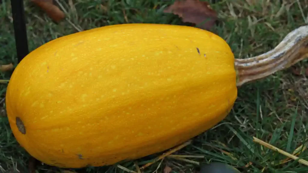 Squash