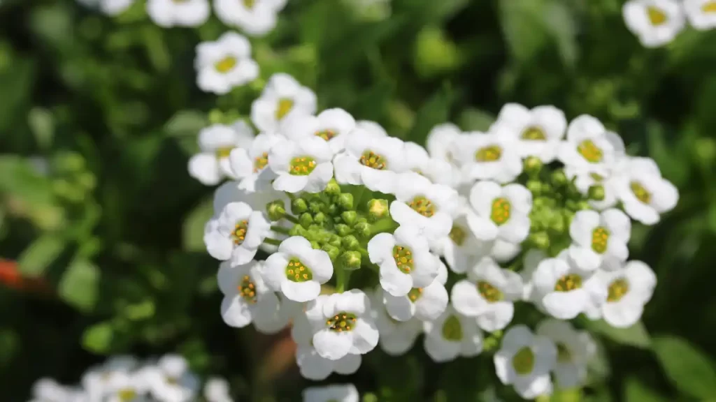 Sweet Alyssum