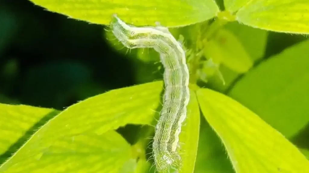 Tomato Fruit Worms