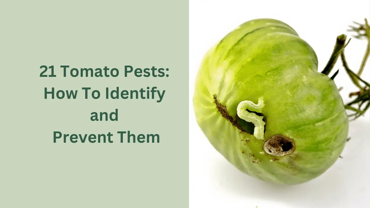 21 Tomato Pests: How To Identify and Prevent Them