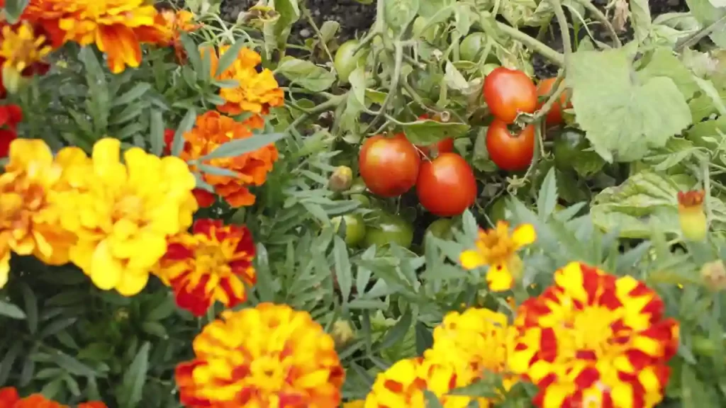 Tomato and marigold