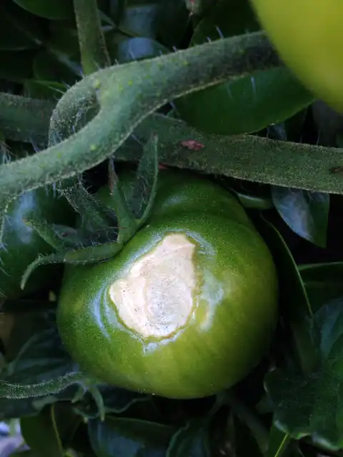 Tomato sunscald on an exposed tomato