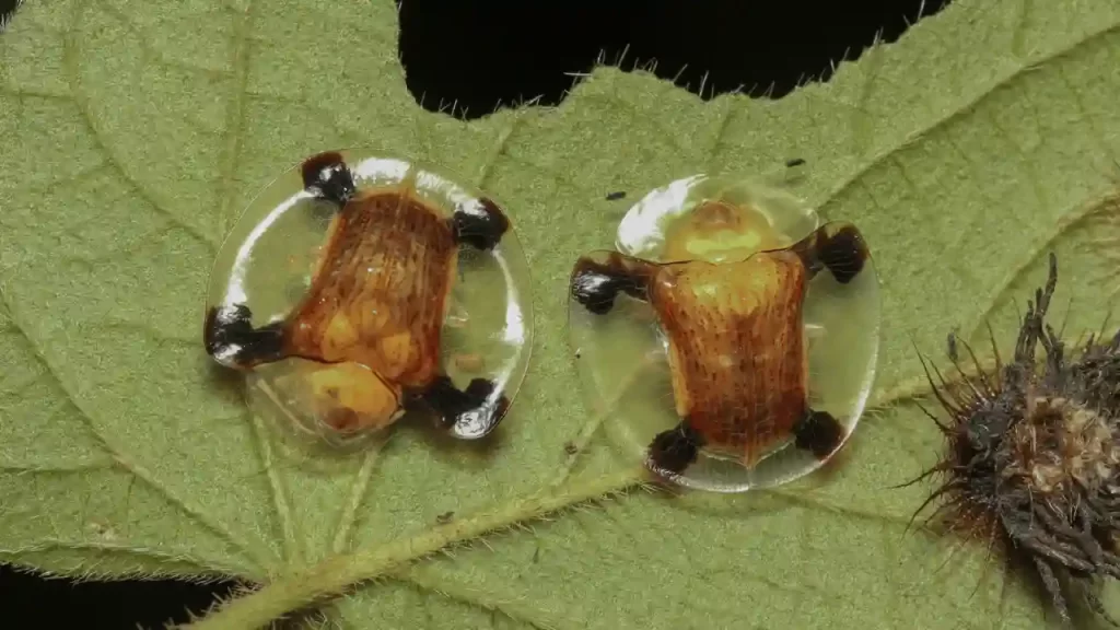 Tortoise Beetles