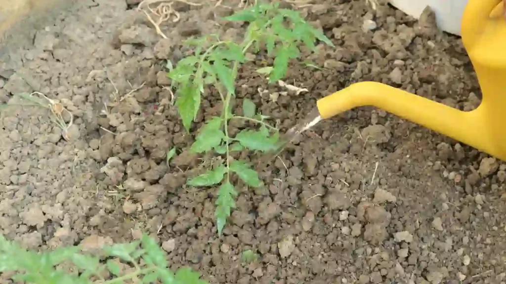 Water Tomatoes at the base