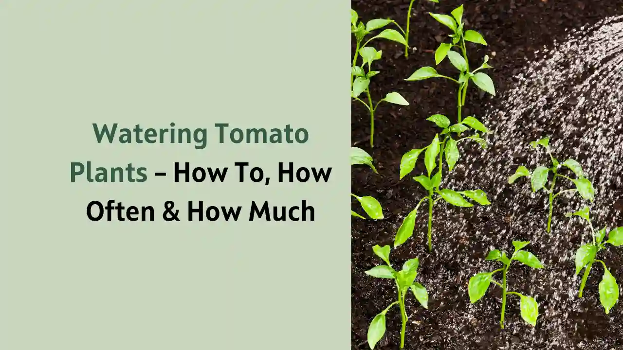 Watering Tomato Plants – How To, How Often & How Much