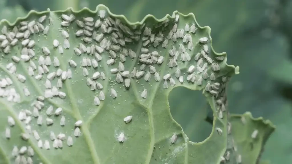 Whitefly