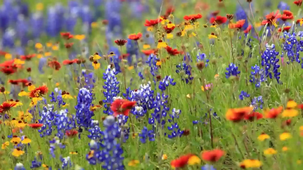 Wildflower Blends