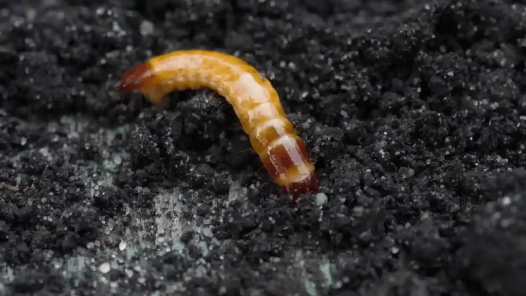 Wireworms