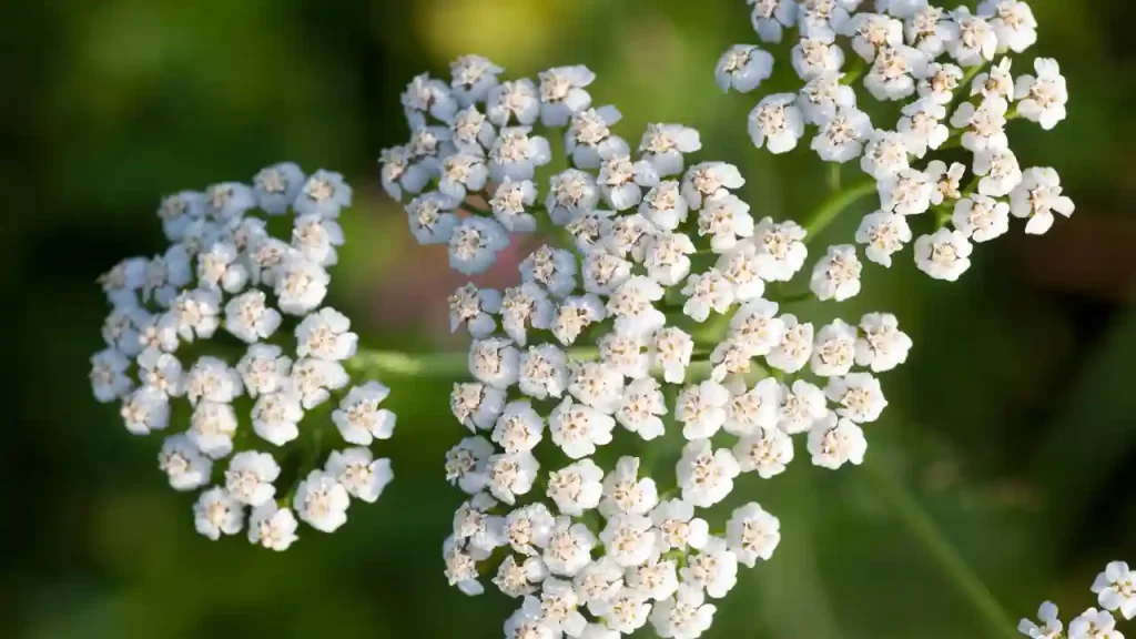 Yarrow