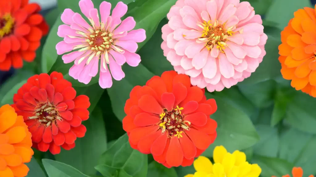 Zinnia elegans