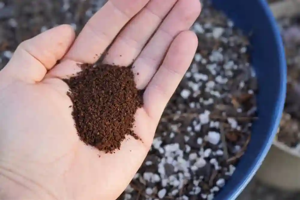 Do Tomatoes Like Coffee Grounds