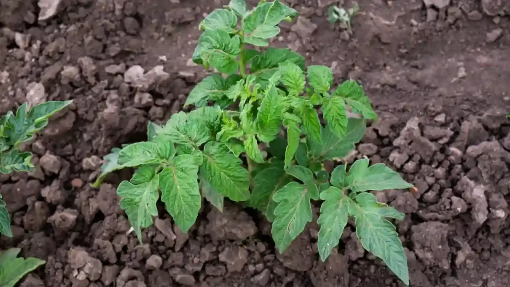 Tomato Plants Age and Size