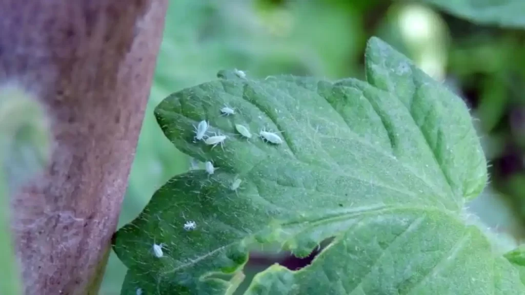 aphids roaming on plant leaves