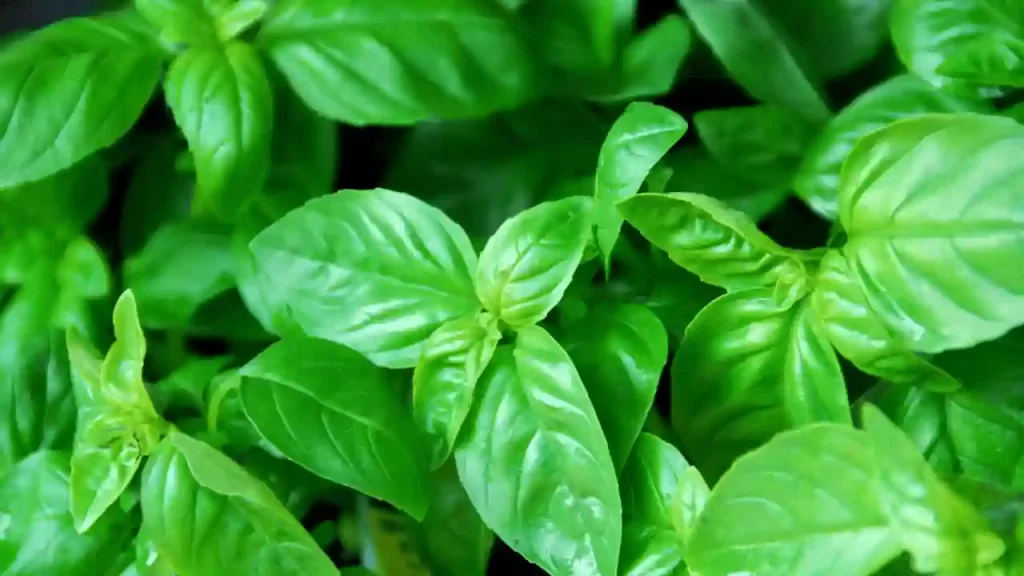 basil with tomato