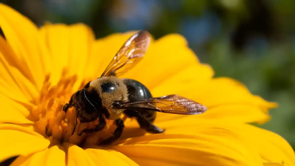 bee feeding on marigold