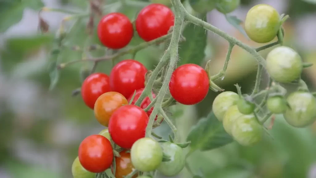 How To Care for Cherry Tomatoes