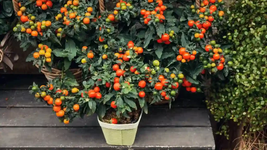 plant cherry tomatoes in container