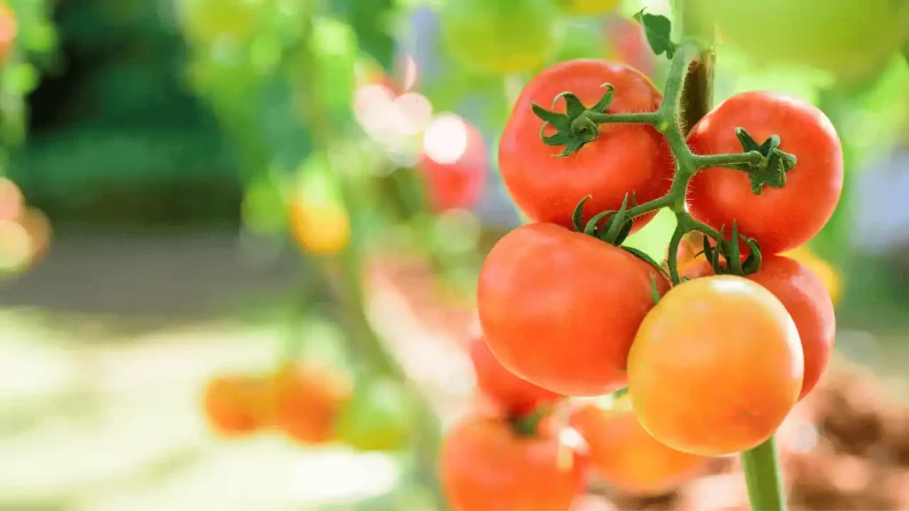 plant the correct tomato variety