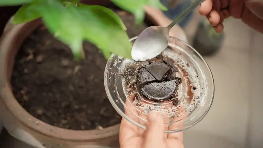 Should you use coffee grounds for tomatoes as mulch