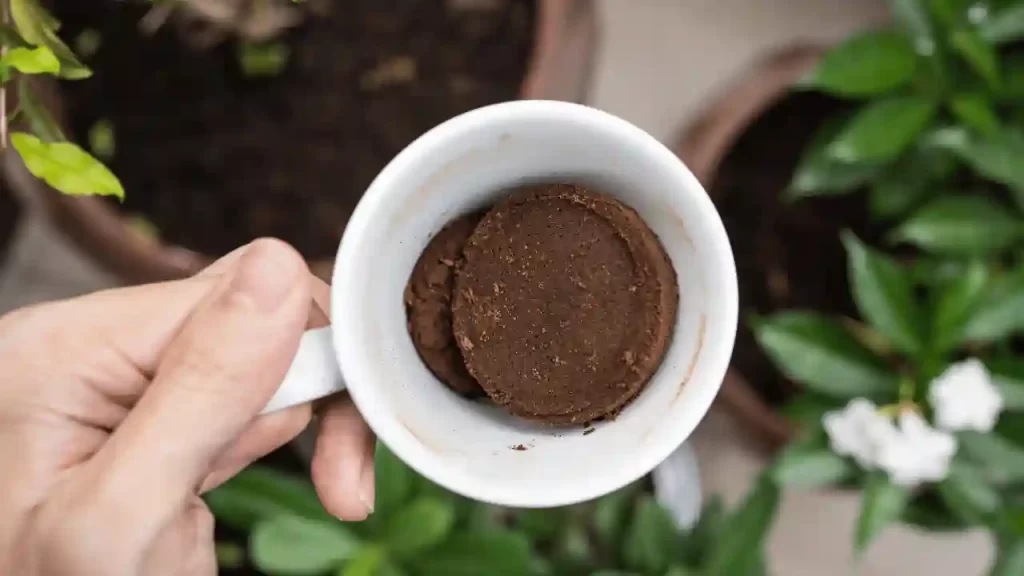 Should you use coffee grounds for tomatoes to acidify soil