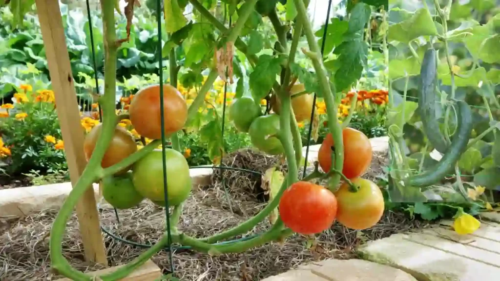 Planting Cucumbers and Tomatoes Together