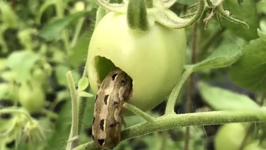 cutworm destroying tomato fruit