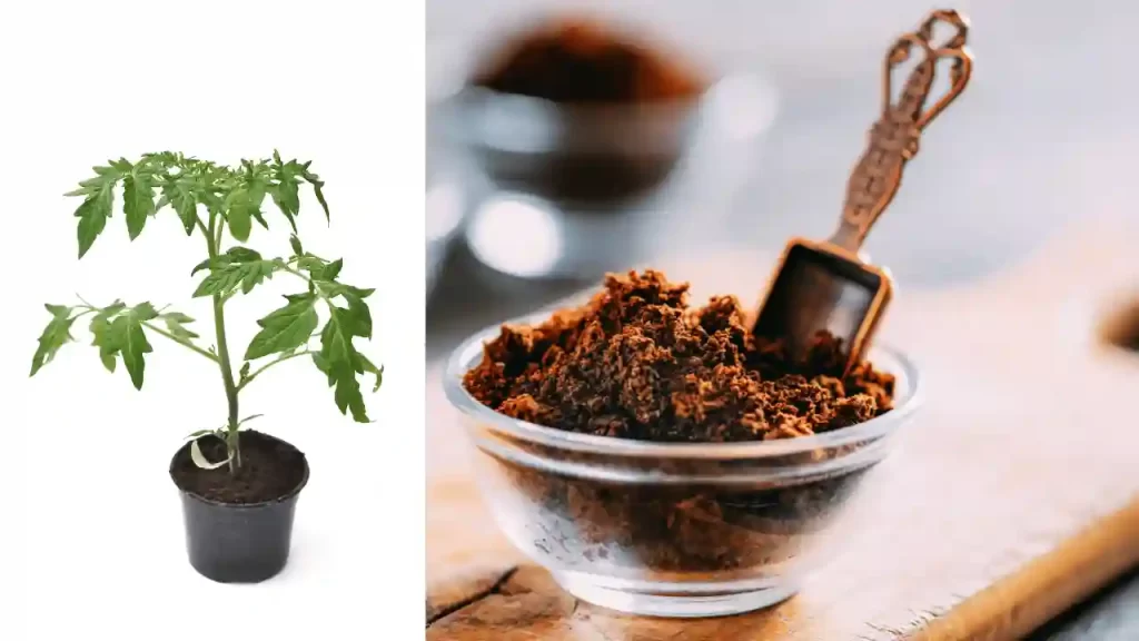 Should you use coffee grounds for tomatoes to fertilize tomato plants