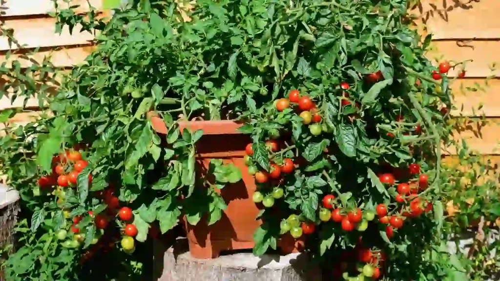 Growing Cherry Tomatoes in Pots