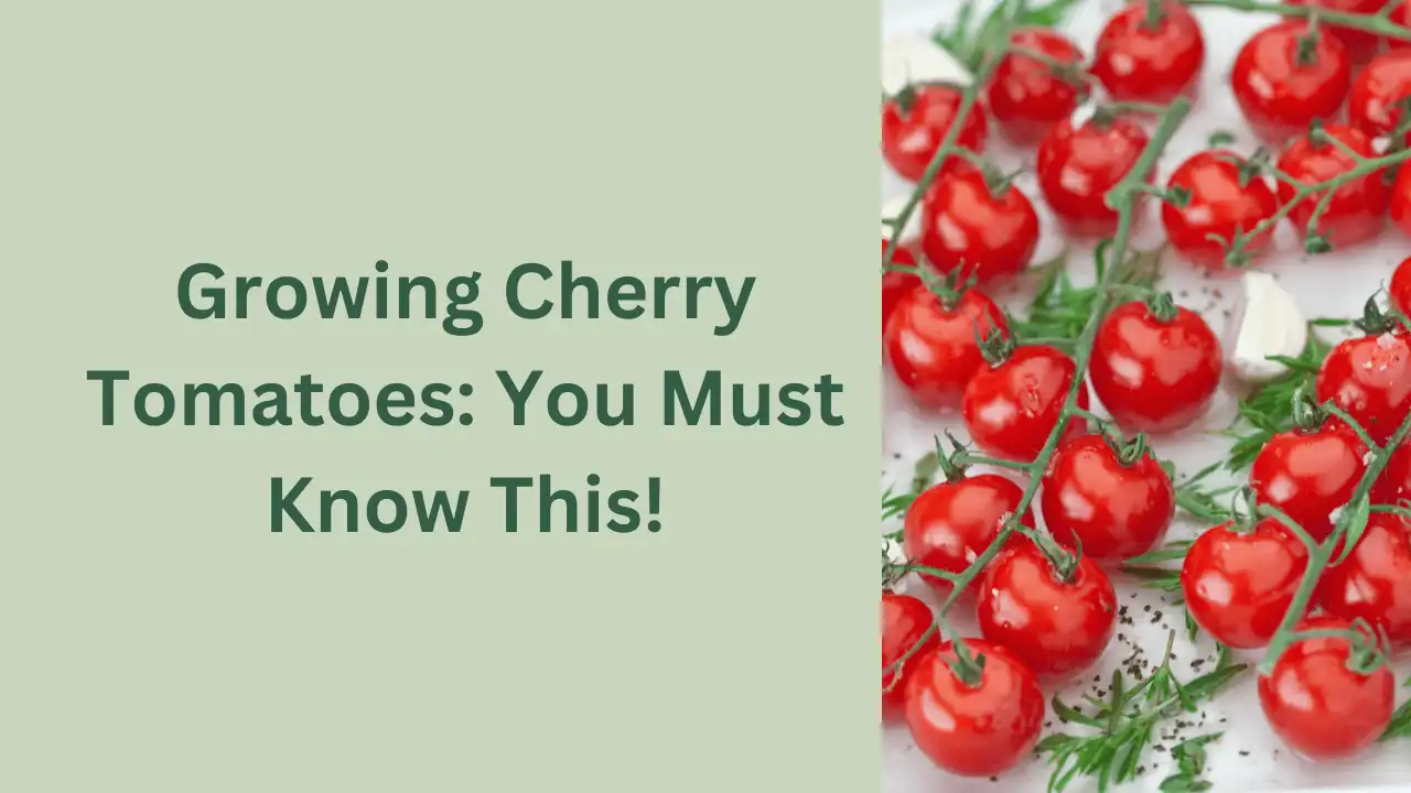 how to grow cherry tomatoes