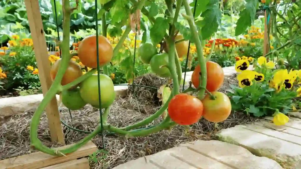 How To Successfully Grow Tomatoes