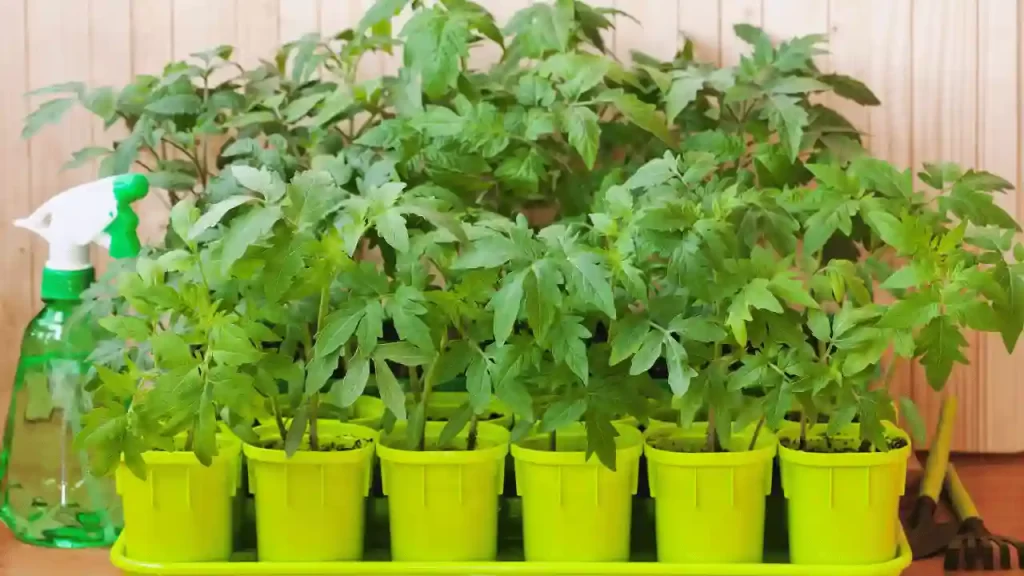 growing tomatoes in pots