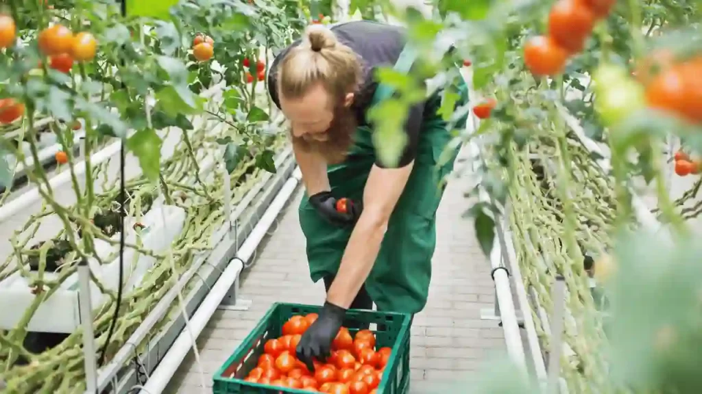 Harvest Your Tomatoes